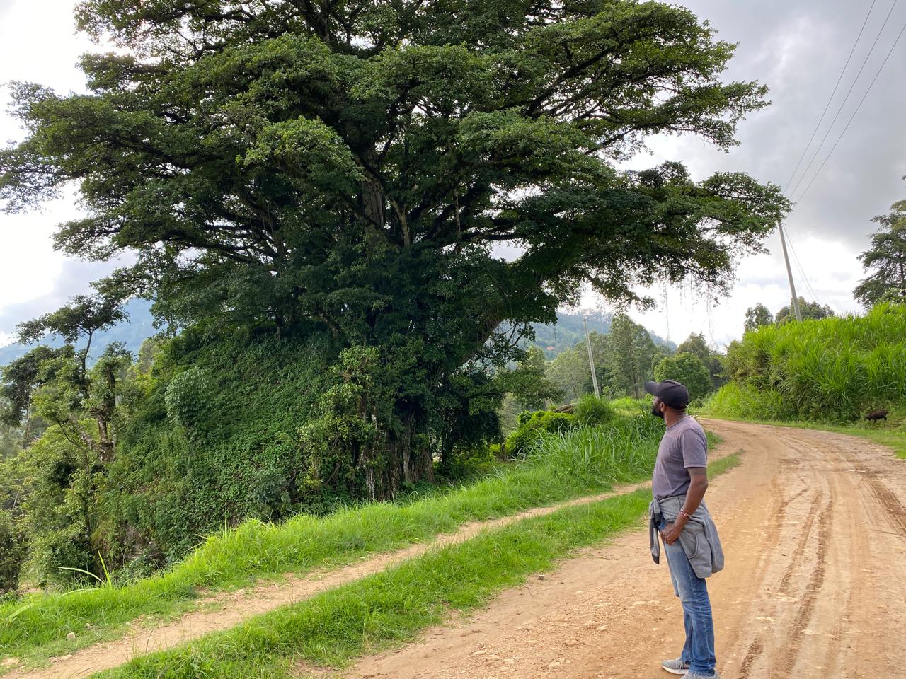 A man standing on a dirt road looking towards a large tree and lush, green hills in the distance.